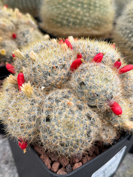 Mammillaria prolifera