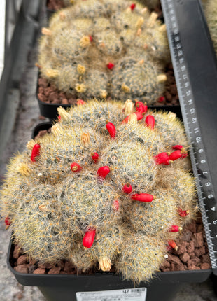Mammillaria prolifera
