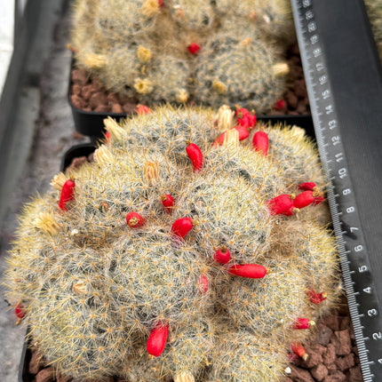 Mammillaria prolifera