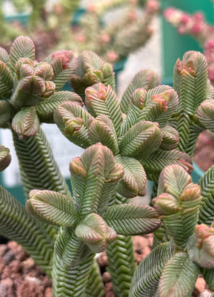Crassula pyramidalis