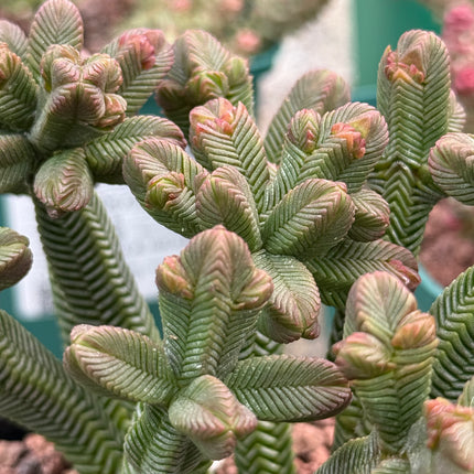 Crassula pyramidalis