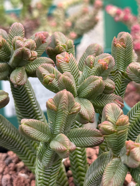 Crassula pyramidalis
