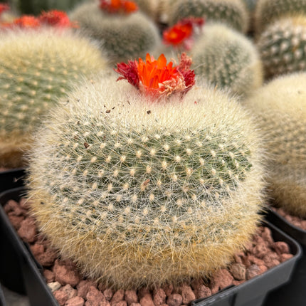 Acanthocephala haselbergii