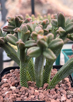 Crassula pyramidalis