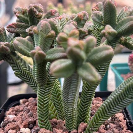 Crassula pyramidalis