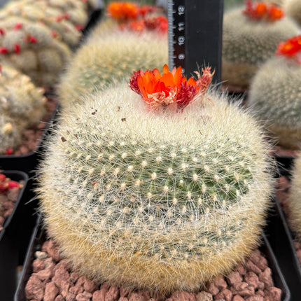 Acanthocephala haselbergii