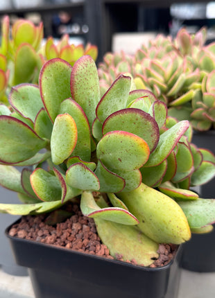 Crassula arborescens