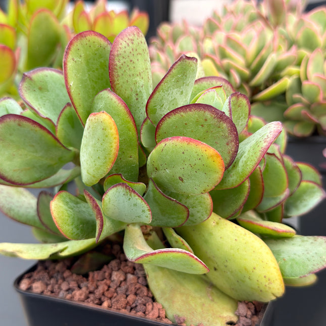 Crassula arborescens