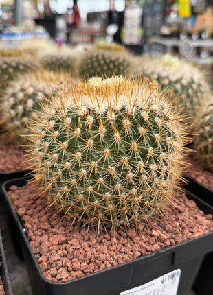 Echinofossulocactus albatus