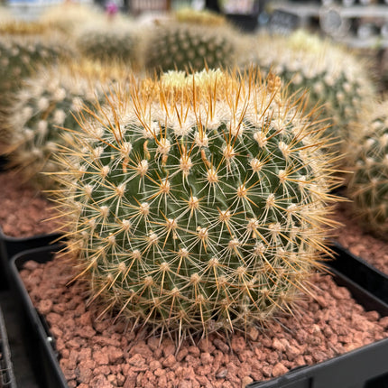 Echinofossulocactus albatus