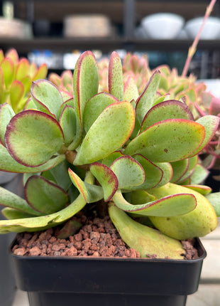 Crassula arborescens