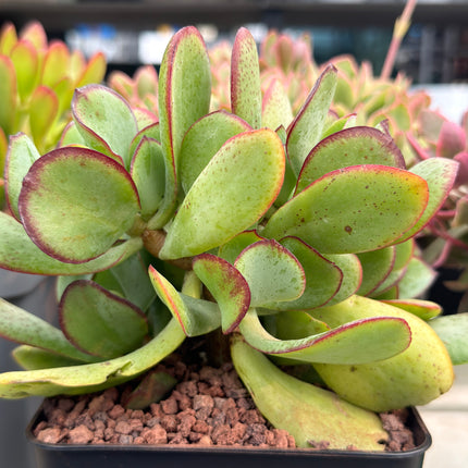 Crassula arborescens
