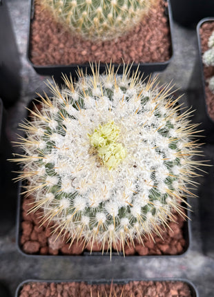 Echinofossulocactus albatus