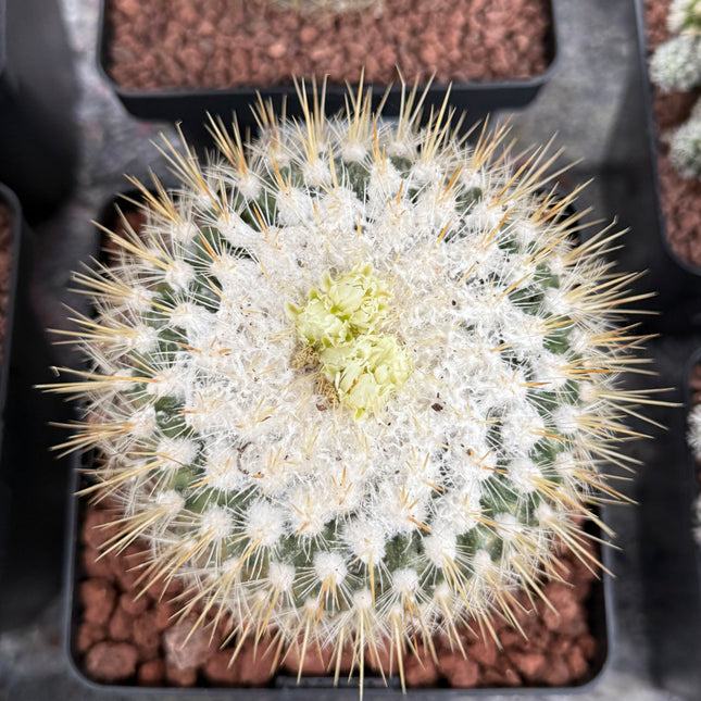 Echinofossulocactus albatus