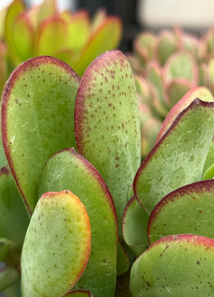 Crassula arborescens