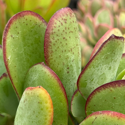 Crassula arborescens