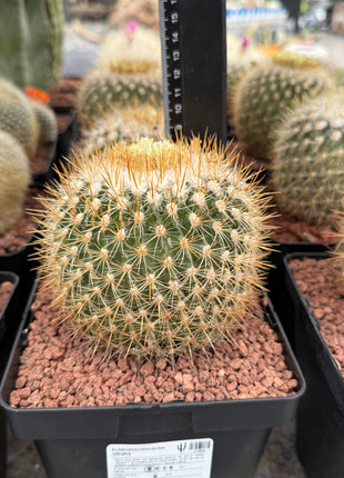 Echinofossulocactus albatus