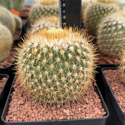 Echinofossulocactus albatus