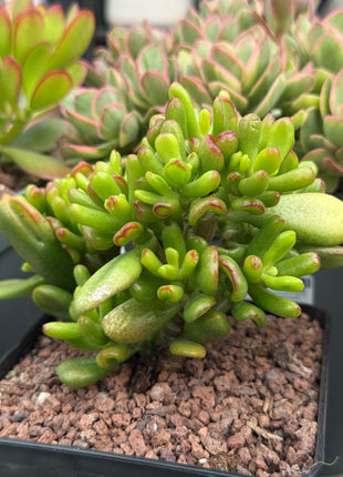 Crassula ovata ‘Lady Fingers’