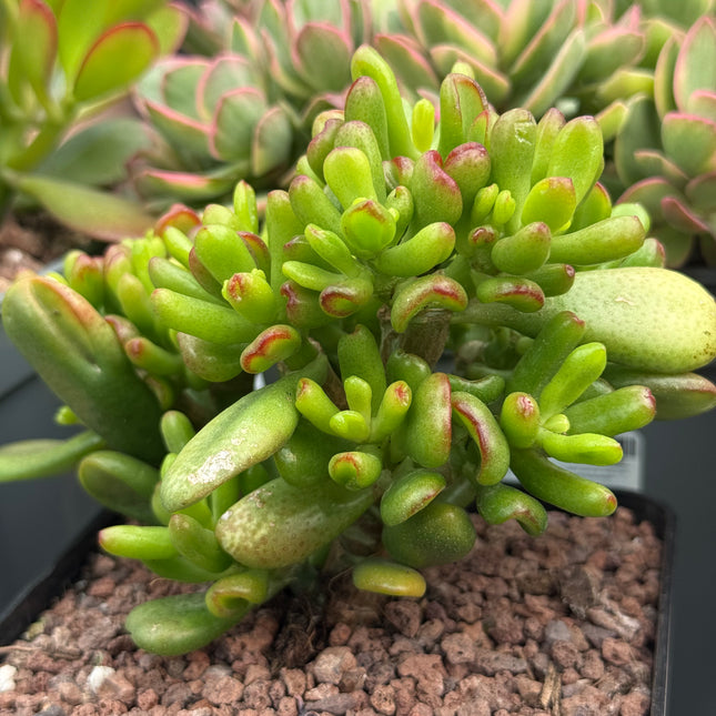 Crassula ovata ‘Lady Fingers’