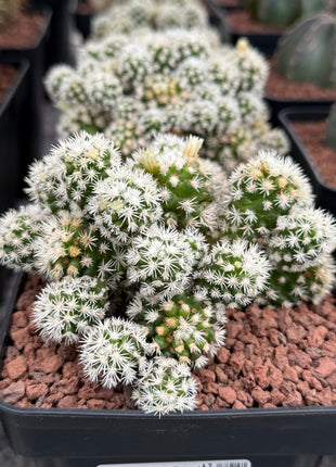 Mammillaria gracilis 'Arizona Snow Cap'
