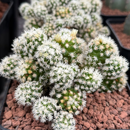 Mammillaria gracilis 'Arizona Snow Cap'