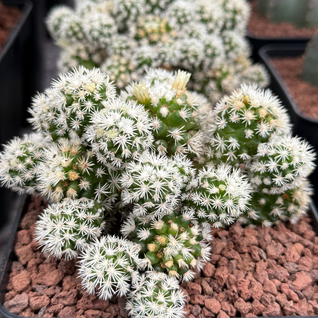 Mammillaria gracilis 'Arizona Snow Cap'