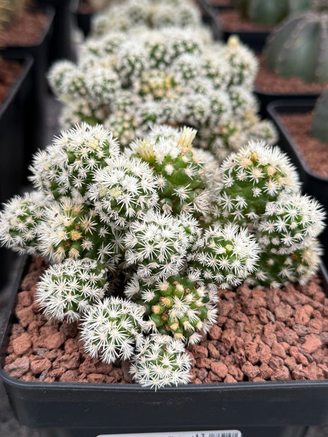 Mammillaria gracilis 'Arizona Snow Cap'