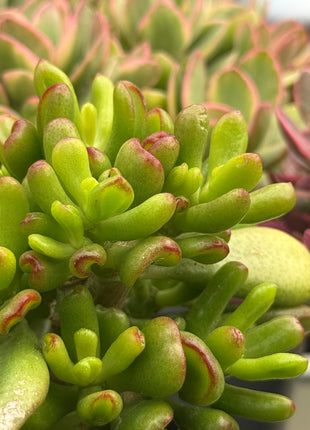 Crassula ovata ‘Lady Fingers’