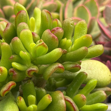 Crassula ovata ‘Lady Fingers’