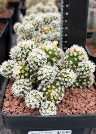 Mammillaria gracilis 'Arizona Snow Cap'