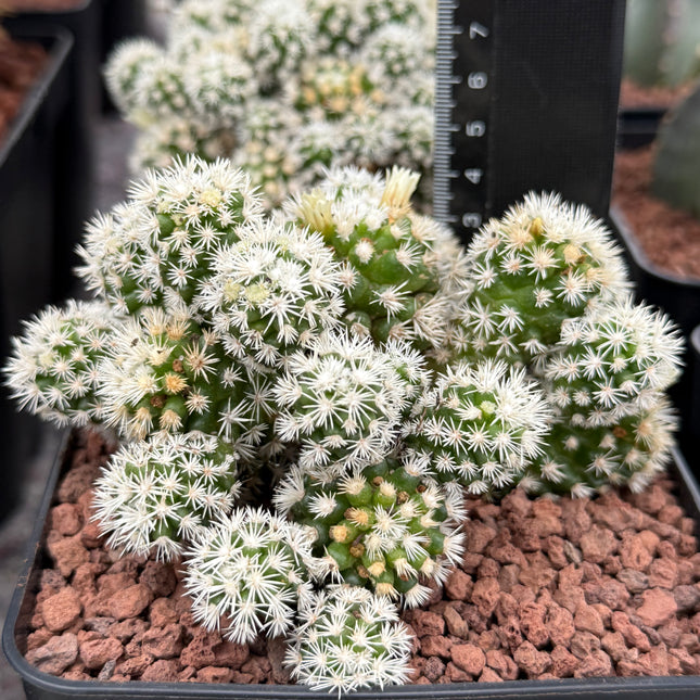 Mammillaria gracilis 'Arizona Snow Cap'