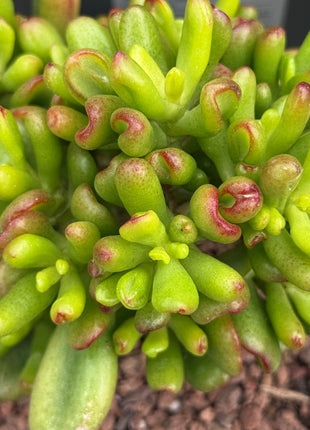 Crassula ovata ‘Lady Fingers’