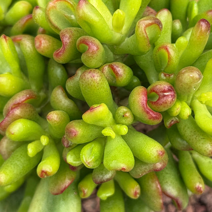 Crassula ovata ‘Lady Fingers’