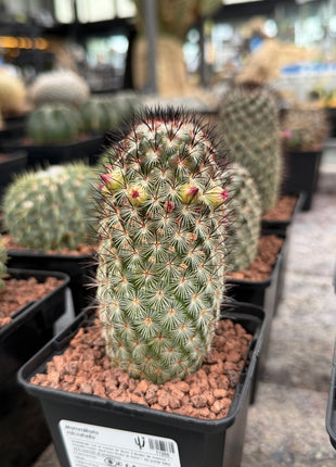 Mammillaria microhelia