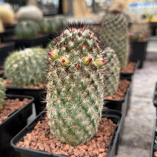 Mammillaria microhelia