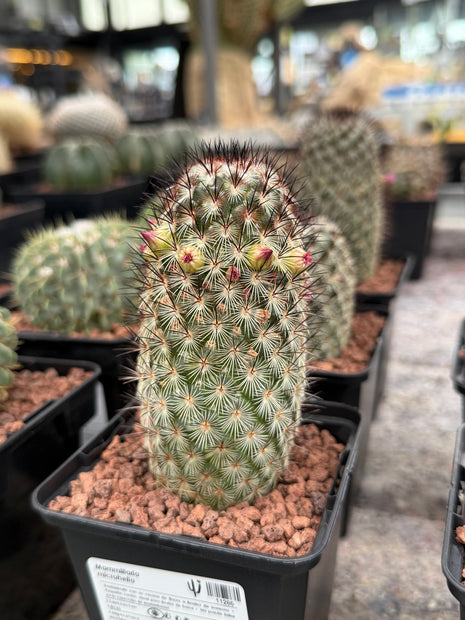 Mammillaria microhelia