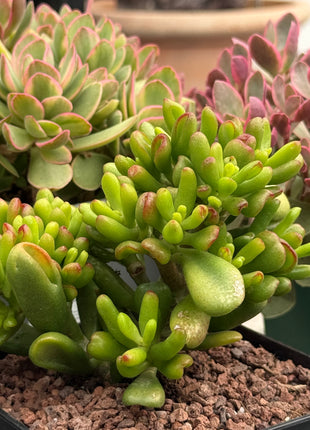 Crassula ovata ‘Lady Fingers’