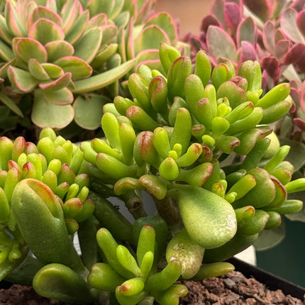 Crassula ovata ‘Lady Fingers’