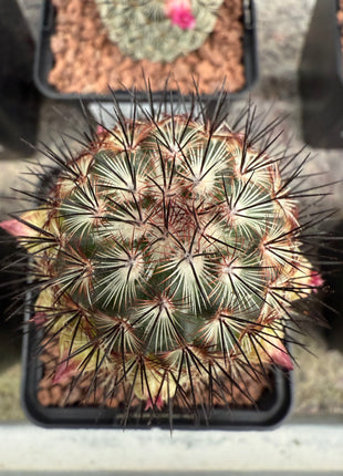 Mammillaria microhelia