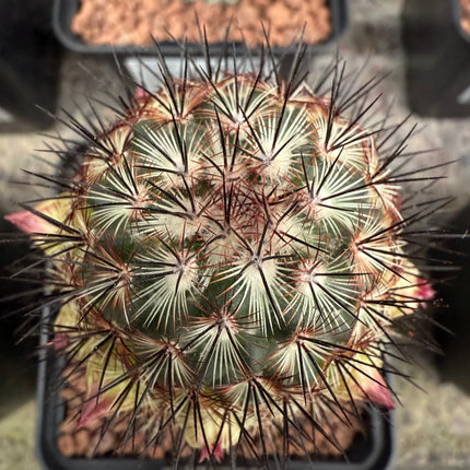 Mammillaria microhelia