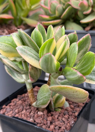 Crassula ovata f. variegata