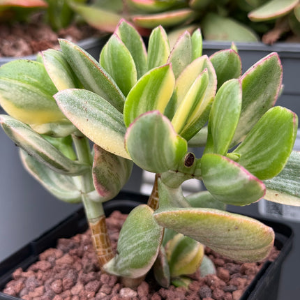 Crassula ovata f. variegata
