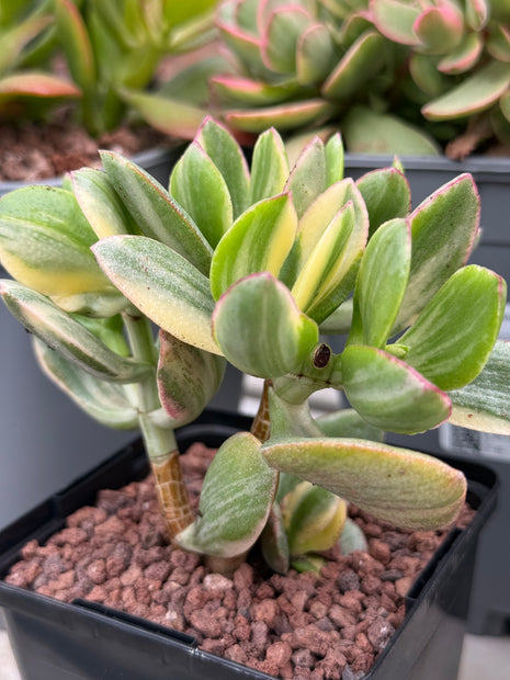 Crassula ovata f. variegata