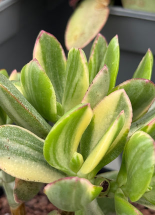 Crassula ovata f. variegata