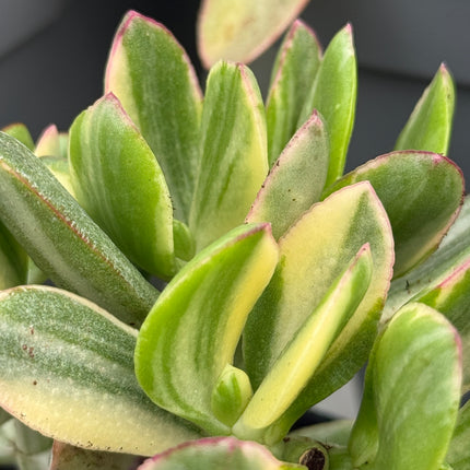 Crassula ovata f. variegata
