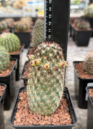 Mammillaria microhelia