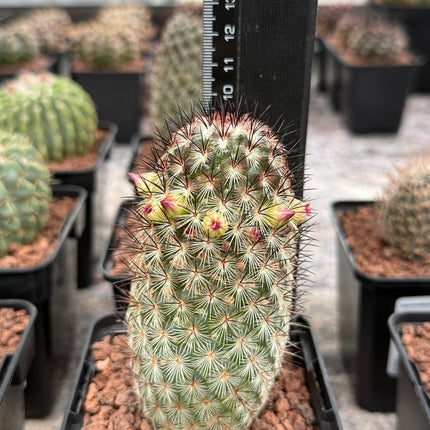 Mammillaria microhelia
