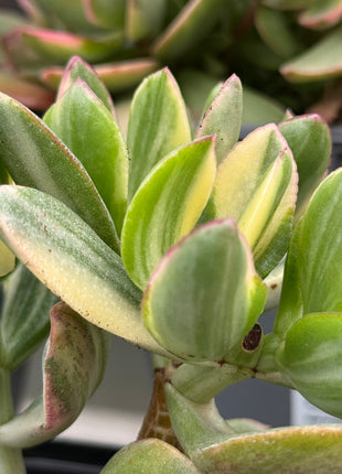 Crassula ovata f. variegata