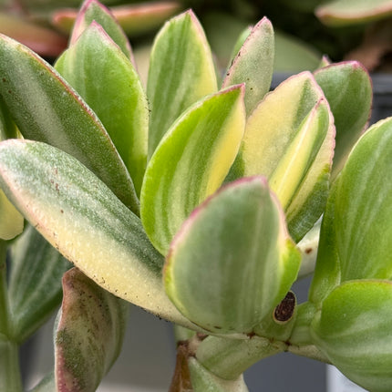 Crassula ovata f. variegata